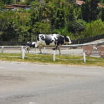 Kinabalu Park And Poring Hot Spring Private Day Tour - Authentic Experiences and Insights from Reviews