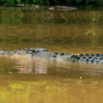 Kinabatangan River Trip from Sandakan with Lunch Included - An In-Depth Look at the Kinabatangan River Trip