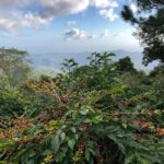 Kingston: Blue Mountain Peak Hike and Coffee Farm Experience - What Makes This Tour Stand Out?