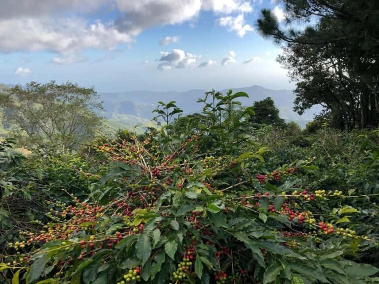 Kingston: Blue Mountain Peak Hike and Coffee Farm Experience - What Makes This Tour Stand Out?