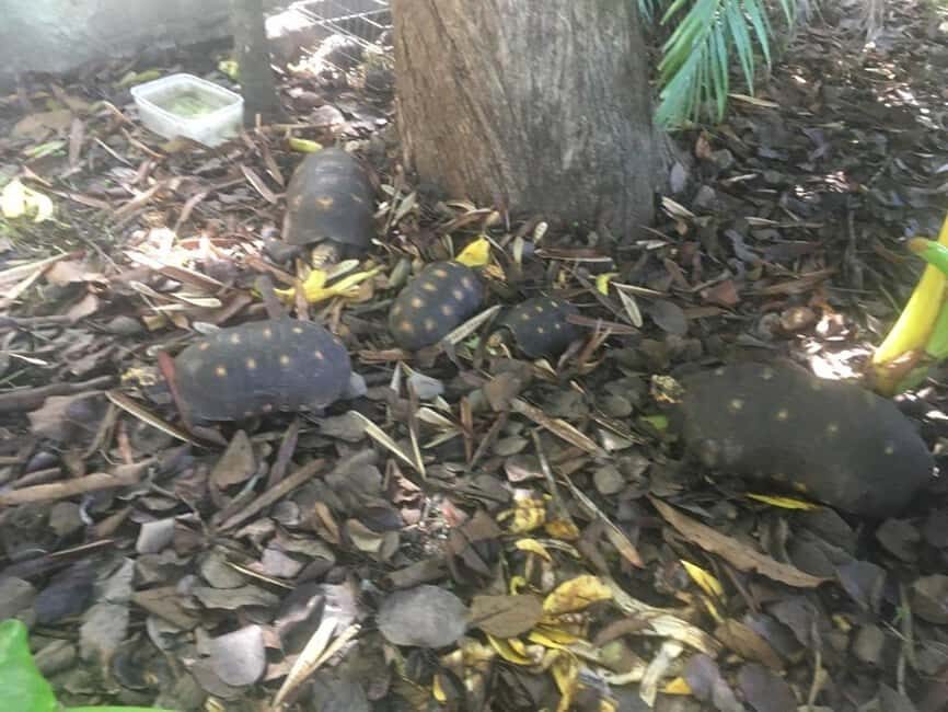 Kingstown: St. Vincent Pirates of the Caribbean Tour - What Works Well and What to Keep in Mind