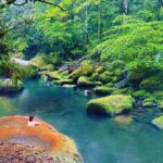Kirishima: Wild Hot Spring in Bamboo Forest - In-Depth: Why This Tour Works