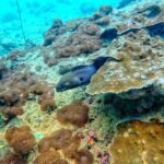 Ko Lanta: 4 Islands Snorkeling Tour by Longtail Boat - How the Tour Supports a Great Experience