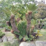 Kobe: Sorakuen Garden Guided Walking Tour - What to Expect from the Tour