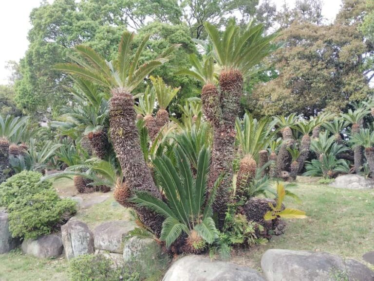 Kobe: Sorakuen Garden Guided Walking Tour - What to Expect from the Tour