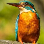 Koggala Lake Boat Safari with Malish - Exploring the Koggala Lake Boat Safari with Malish