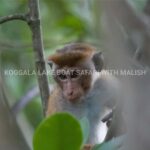 Koggala Lake Boat Safari with Malish - What to Expect: The Itinerary Breakdown