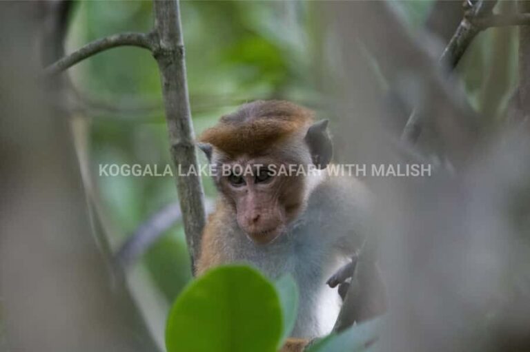 Koggala Lake Boat Safari with Malish - What to Expect: The Itinerary Breakdown