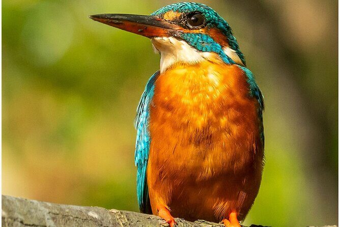 Koggala Lake Boat Safari with Malish - Exploring the Koggala Lake Boat Safari with Malish  