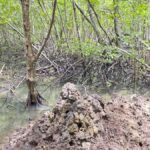 Koh Lanta: Mangrove and Lanta Noi Tour with Pickup - Exploring the Mangroves: Boat or Kayak?