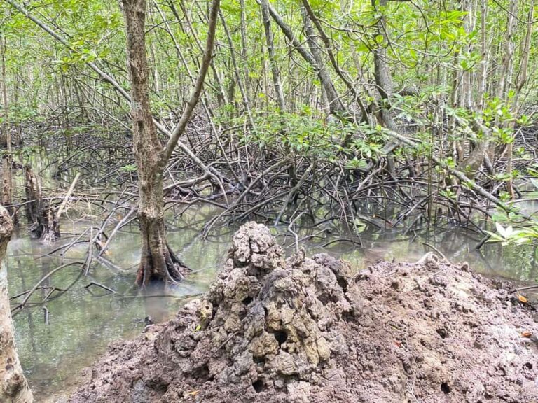 Koh Lanta: Mangrove and Lanta Noi Tour with Pickup - Exploring the Mangroves: Boat or Kayak?