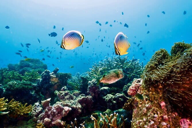 Koh Rok and Koh Haa Snorkeling Tour with Beachside Lunch - Who Should Book This Tour?