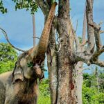 Koh Samui Elephant Home Sanctuary and the first Elephant Museum - A Detailed Look at the Experience