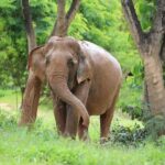 Koh Samui: Ethical Elephant Sanctuary Tour with Buffet Lunch - What Makes This Tour Special?