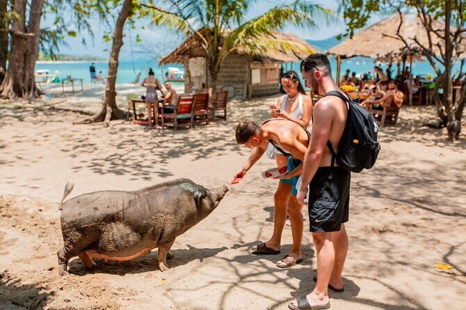 Koh Tan and Pig Island Half-Day Tour by Speed Catamaran - How the Experience Plays Out
