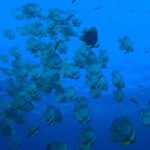 Koh Tao: Try Scuba Diving Experience + Hotel Pickup 2-dives - Detailed Breakdown of the Itinerary
