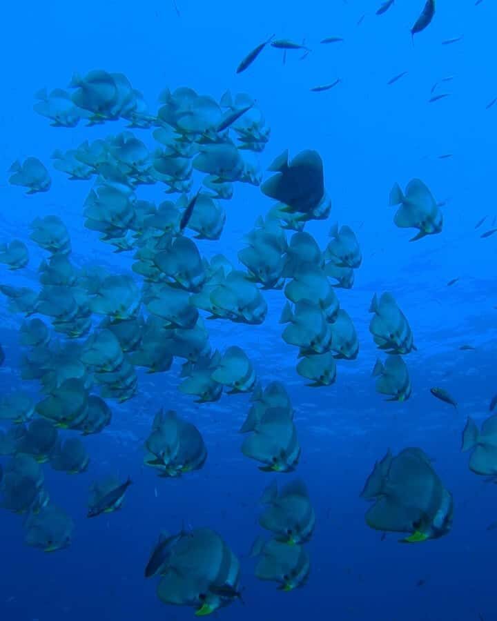 Koh Tao: Try Scuba Diving Experience + Hotel Pickup 2-dives - Detailed Breakdown of the Itinerary