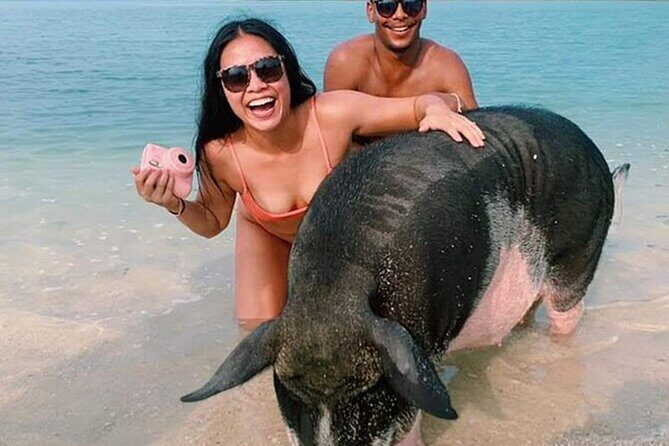 kohsamui.tours - Pig Island Snorkeling Eco Tour by Speed Boat - Detailed Review of the Pig Island Eco Tour