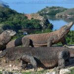 Komodo Island: Day Trip with Speedboat (6 Destinations) - Transportation and Group Details