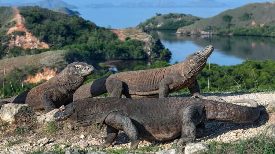Komodo Island: Day Trip with Speedboat (6 Destinations) - Transportation and Group Details