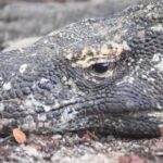 Komodo Island Tour Packages - Practical Details and What to Know Before Booking