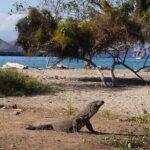 Komodo Islands with Speedboat in Labuhan Bajo - Practical Details & What You Need to Know