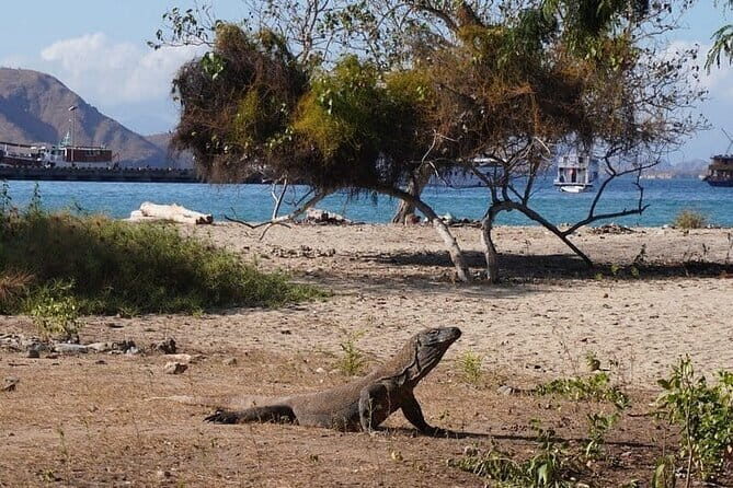 Komodo Islands with Speedboat in Labuhan Bajo - Practical Details & What You Need to Know
