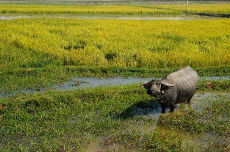 Kompong Kleang Village and Tonle Sab Lake - Exploring Tonle Sap Lake