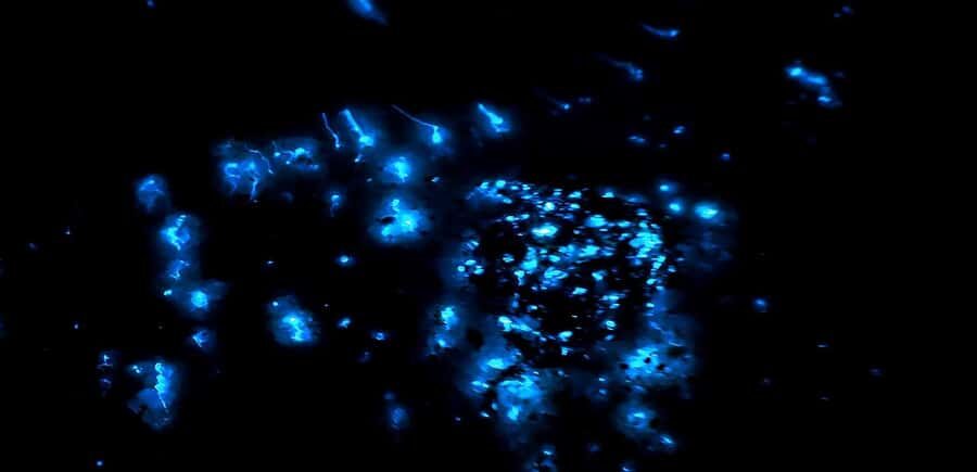 Kota Kinabalu: 5-in-1 Kinabalu View, Fire Show, Blue Tear - A Deeper Look at What’s Included