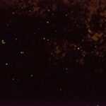 Kota Kinabalu: Klias River Cruise with Dinner and Fireflies - Transport, Group Size, and Pricing: Why They Matter