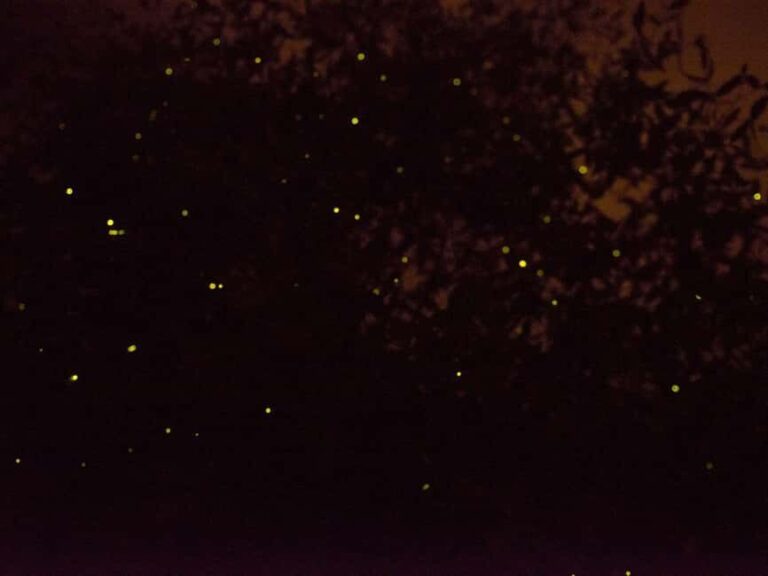 Kota Kinabalu: Klias River Cruise with Dinner and Fireflies - Transport, Group Size, and Pricing: Why They Matter