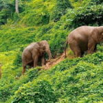 Krabi Immersive Elephant Sanctuary Experience - What We Loved and What to Keep in Mind