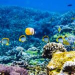 Krabi: Private 4 Islands Snorkeling Tour with Long-Tail Boat - Real Experiences from Travelers