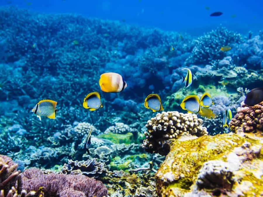 Krabi: Private 4 Islands Snorkeling Tour with Long-Tail Boat - Real Experiences from Travelers