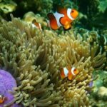 Krabi: Rok & Haa Islands Tour by Speedboat & Buffet Lunch - Who Will Love This Tour?