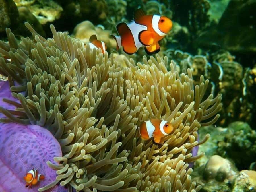 Krabi: Rok & Haa Islands Tour by Speedboat & Buffet Lunch - Who Will Love This Tour?