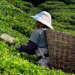 Kuala Lumpur: Cameron Highlands & Batu Caves Private Day Tour - Who Is This Tour Best For?