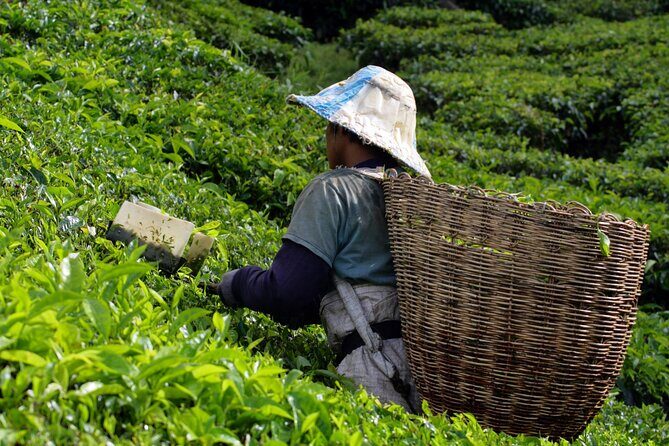 Kuala Lumpur: Cameron Highlands & Batu Caves Private Day Tour - Who Is This Tour Best For?