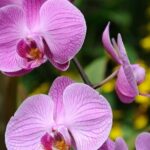 Kuala Lumpur Park Tour: Orchid Garden, Butterfly Park & Bird Park - Who Would This Tour Suit Best?