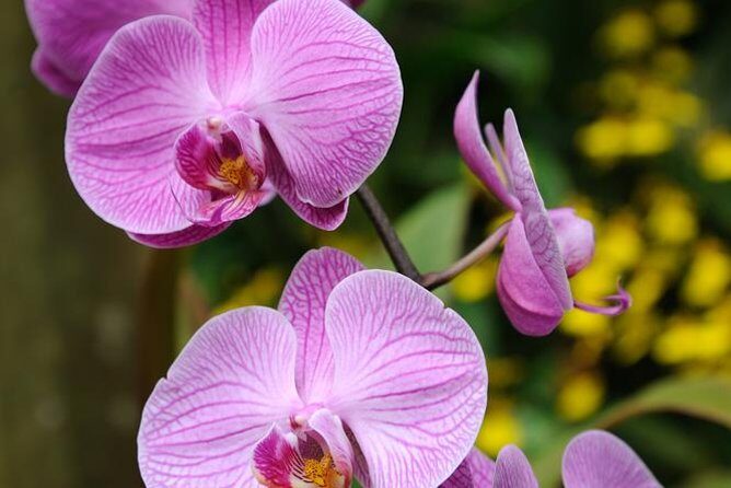Kuala Lumpur Park Tour: Orchid Garden, Butterfly Park & Bird Park - Practical Details: What You Need to Know