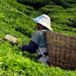 Kuala Lumpur: Private Cameron Highlands & Batu Caves Tour - Why This Tour Is a Great Choice