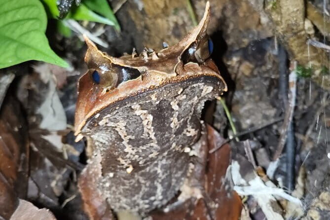 Kubah's Nocturnal Wonders Nighttime Frog Safari - Practical Tips for Making the Most of Your Frog Safari