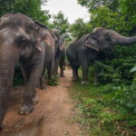 Kulen Adventure tour by Jeep with Picnic & Elephant Forest - Whats Included and Whats Not