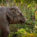 Kulen Elephant Forest Siem Reap in Small Group - Why the Price Reflects Value
