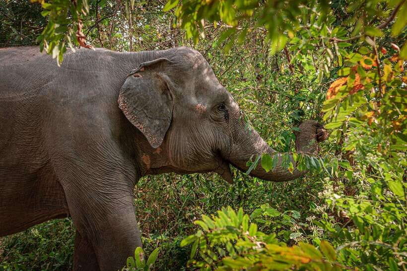 Kulen Elephant Forest Siem Reap in Small Group - Why the Price Reflects Value