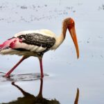 Kumana National Park: Private Birdwatching Safari Tour - Detailed Breakdown of the Itinerary