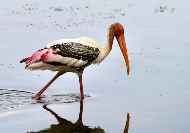 Kumana National Park: Private Birdwatching Safari Tour - Detailed Breakdown of the Itinerary