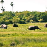 Kumana National Park : Private Half-Day Jeep Safari - Why This Tour Offers Great Value