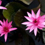 Kumarakom: Sunset Cruise with Village Life and Local Food - Authenticity, Value, and the Overall Experience