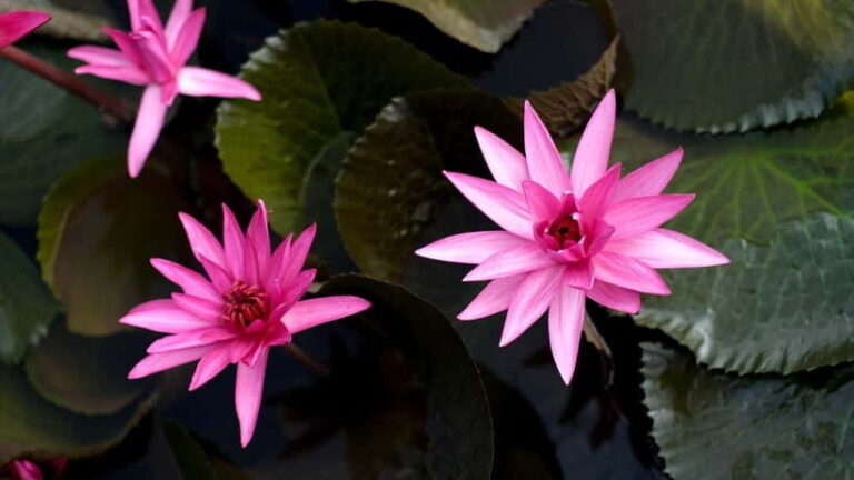 Kumarakom: Sunset Cruise with Village Life and Local Food - Authenticity, Value, and the Overall Experience